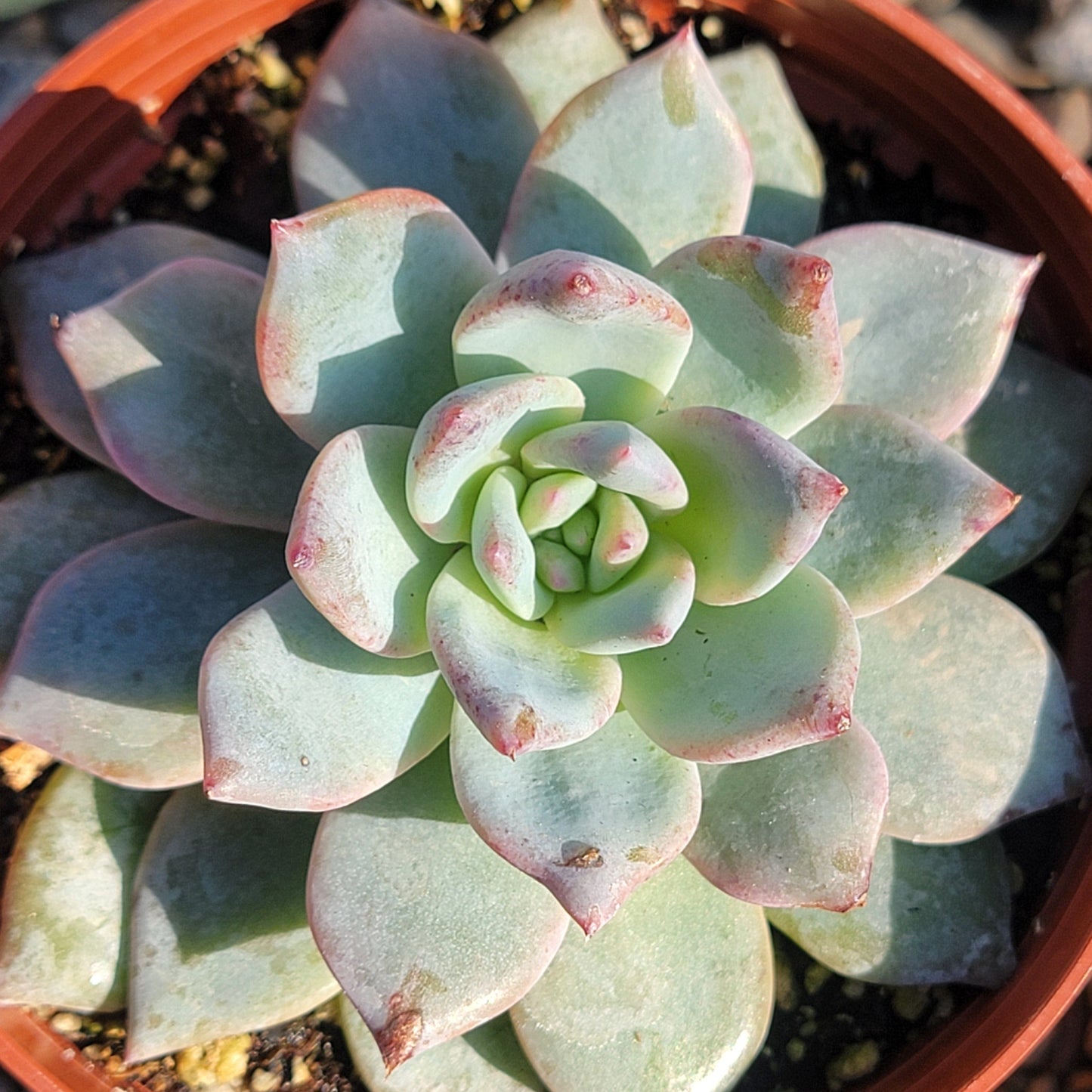 DesertScapeSucculent Succulent 4" Assorted Echeveria 'Blue Bird'