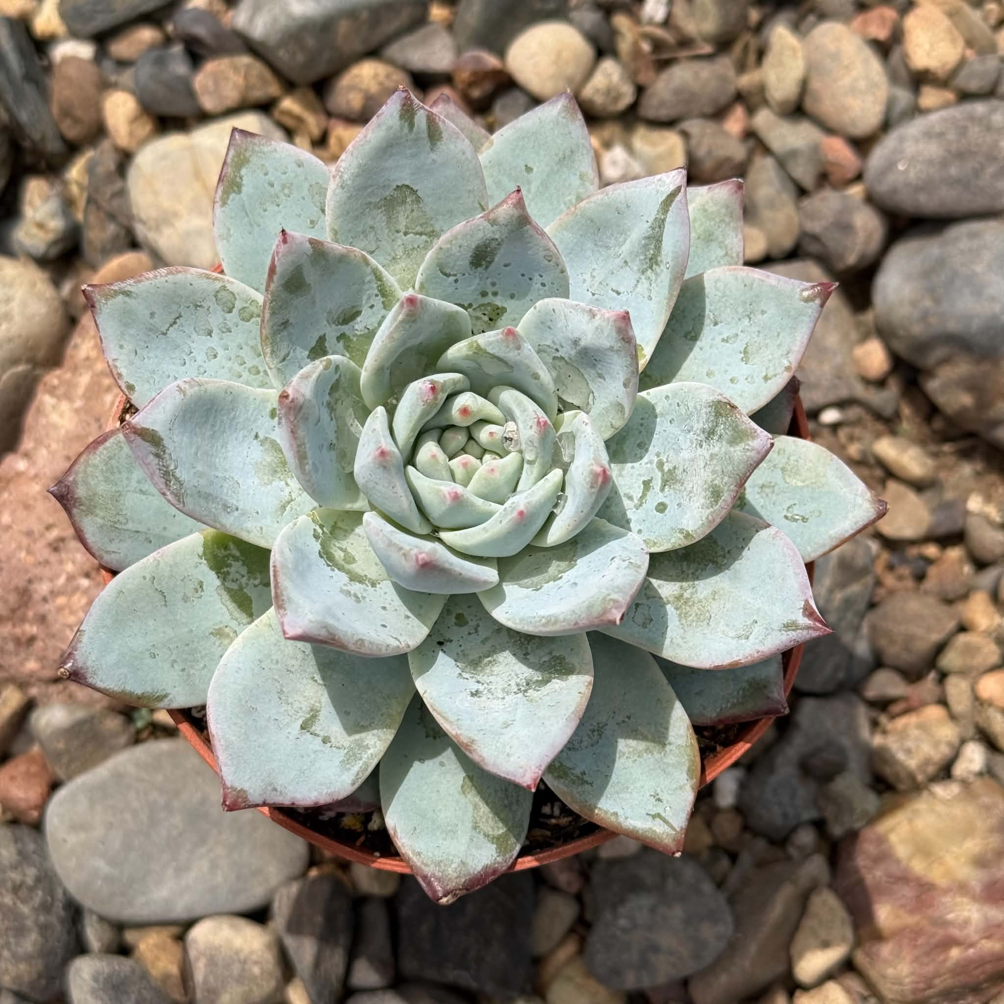 Echeveria 'Blue Bird' – DesertScapeSucculent