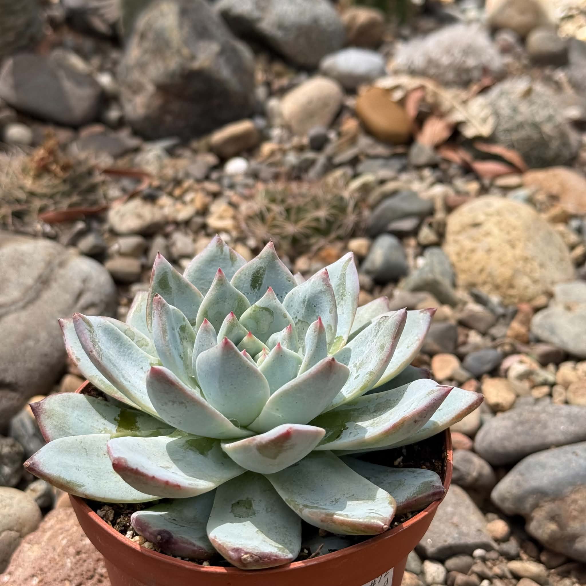 薄葉　多肉植物　Echeveria blue bird錦 Echeveria 'Blue Bird' – DesertScapeSucculent