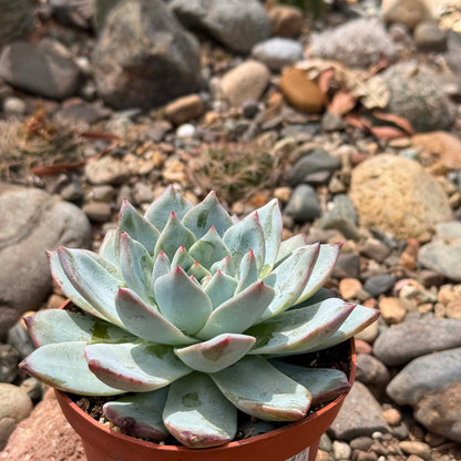 DesertScapeSucculent Succulent 4 Inch Echeveria 'Blue Bird'