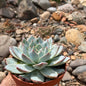 DesertScapeSucculent Succulent 4 Inch Echeveria 'Blue Bird'