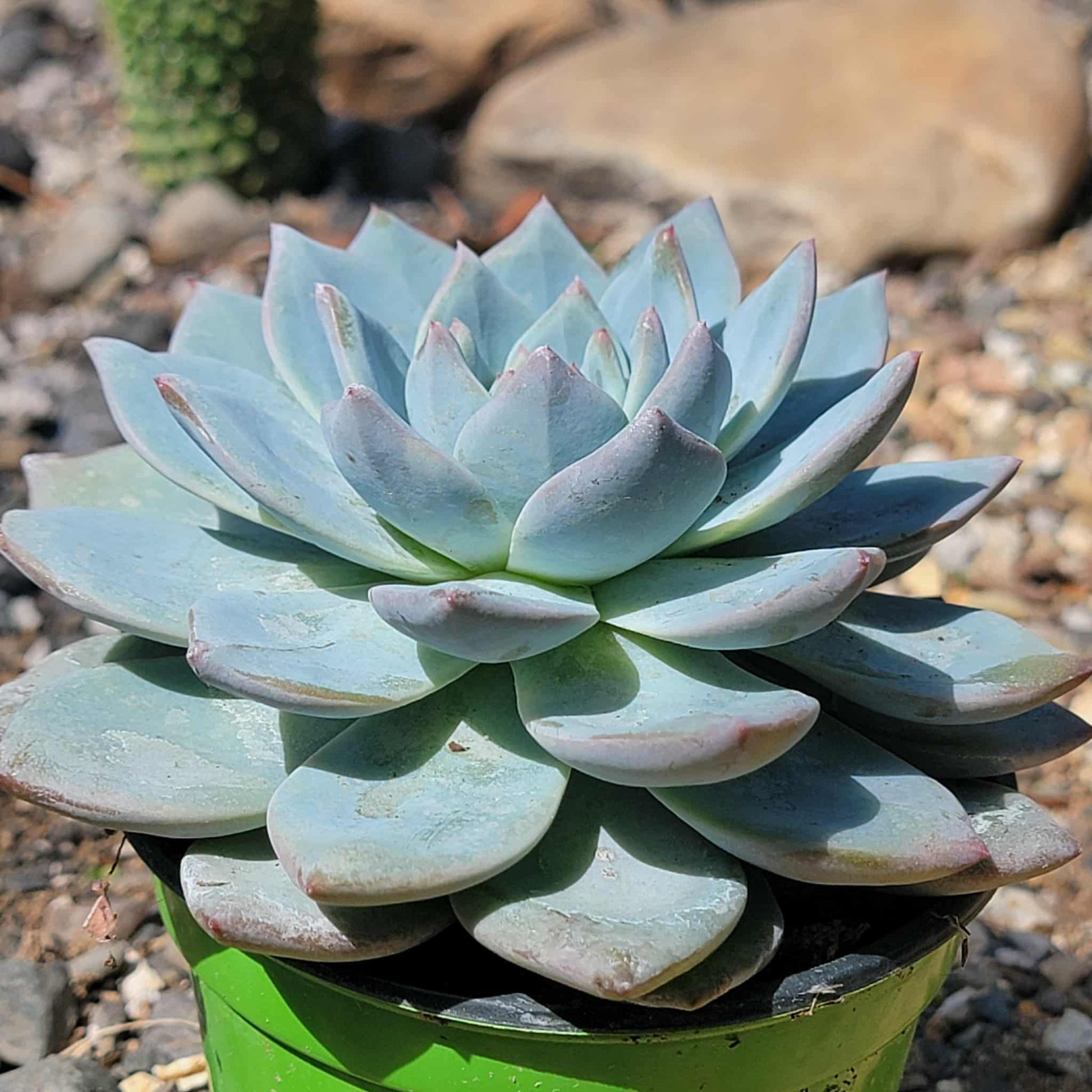 blue bird succulent Echeveria 'Blue Bird'