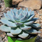 Echeveria 'Blue Bird' - 4 Inch Assorted - Succulent - DesertScapeSucculent
