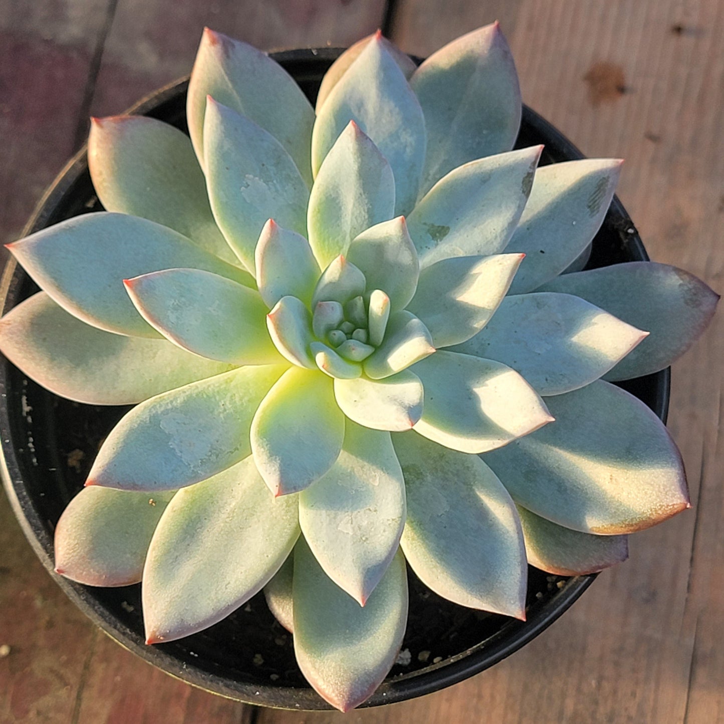 Echeveria 'Oiseau Bleu'