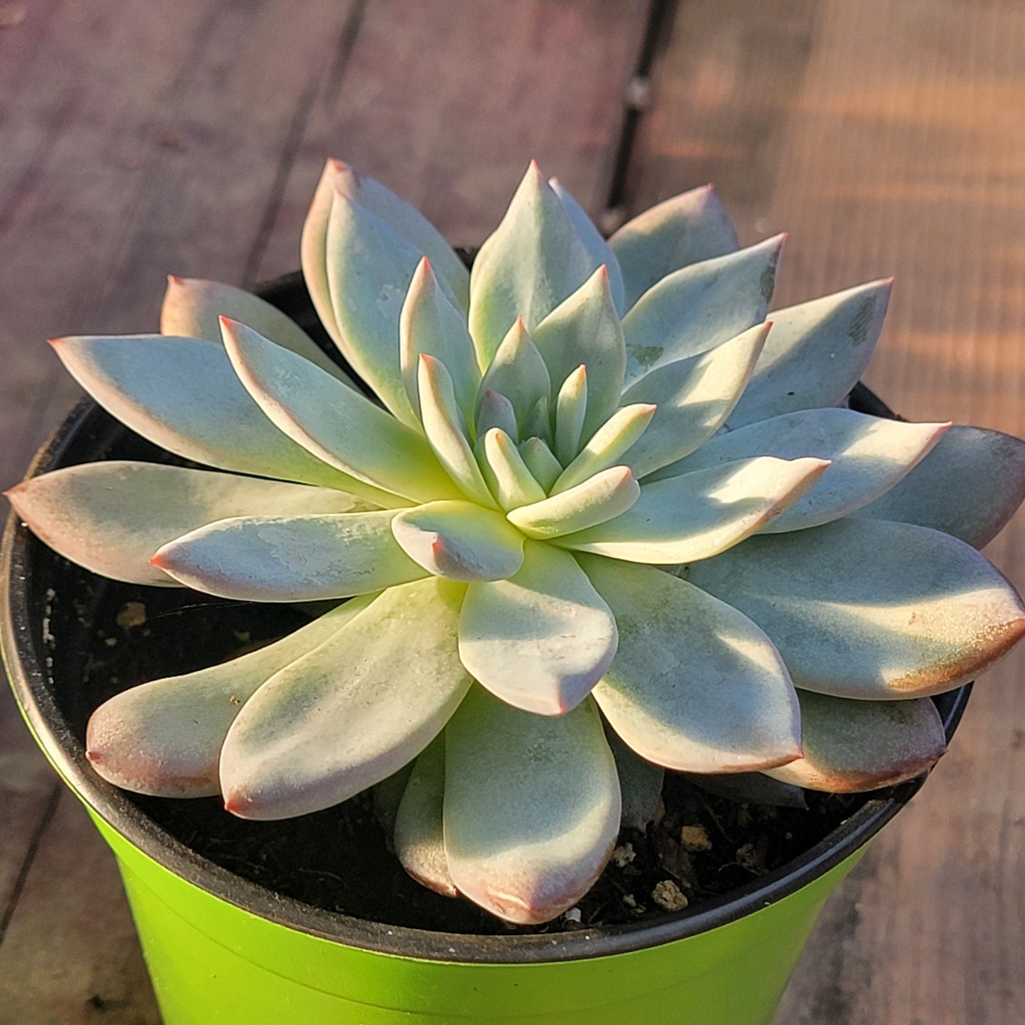 Echeveria 'Blue Bird'