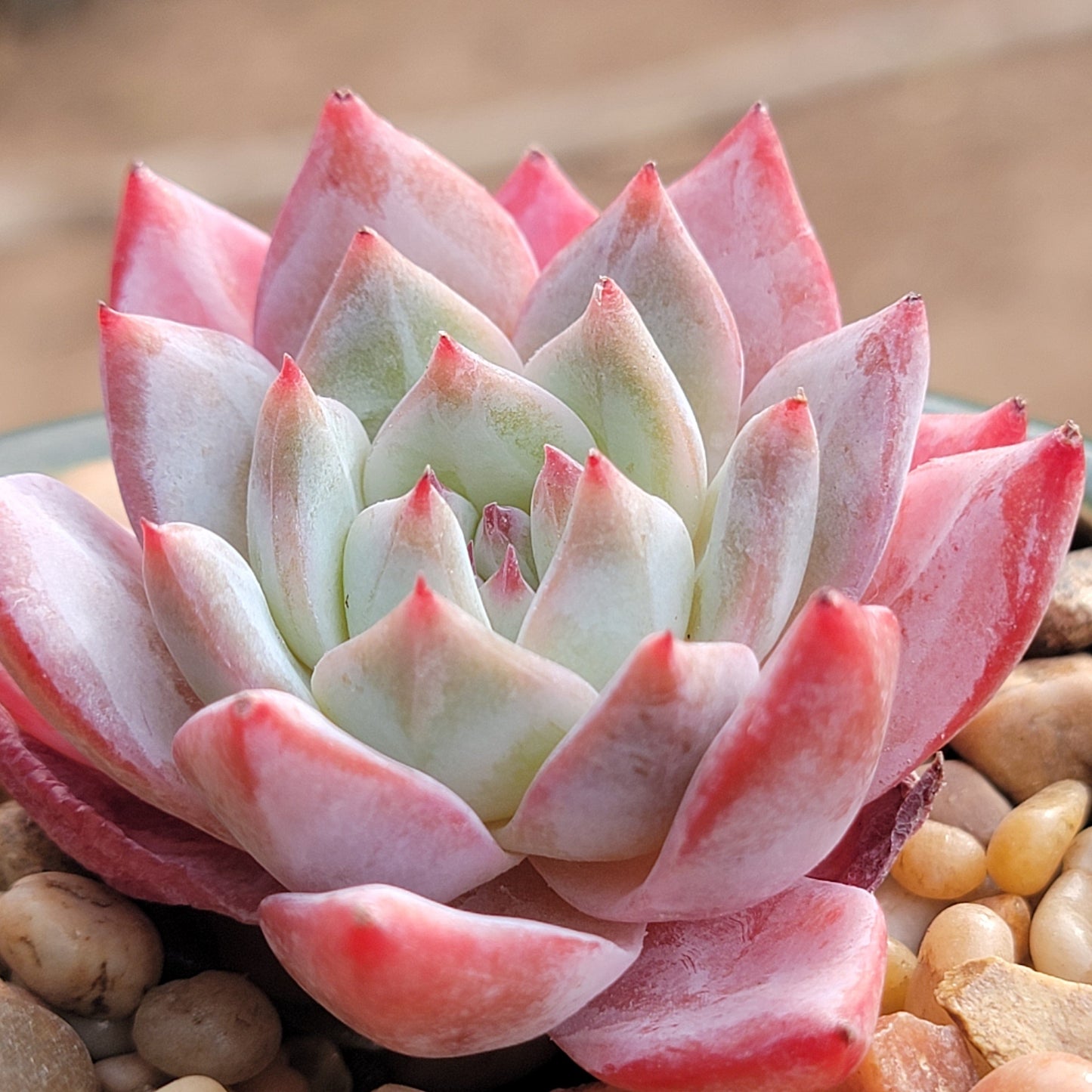 Echeveria 'Pájaro Azul'