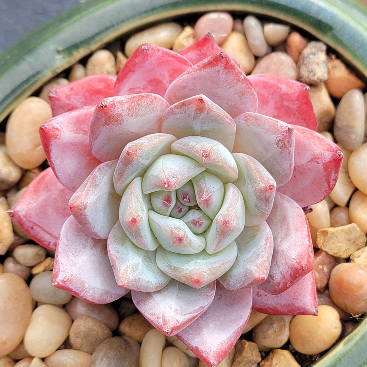 Echeveria 'Oiseau Bleu'