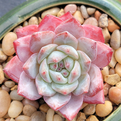 Echeveria 'Pájaro Azul'