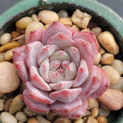 Echeveria 'Oiseau Bleu'