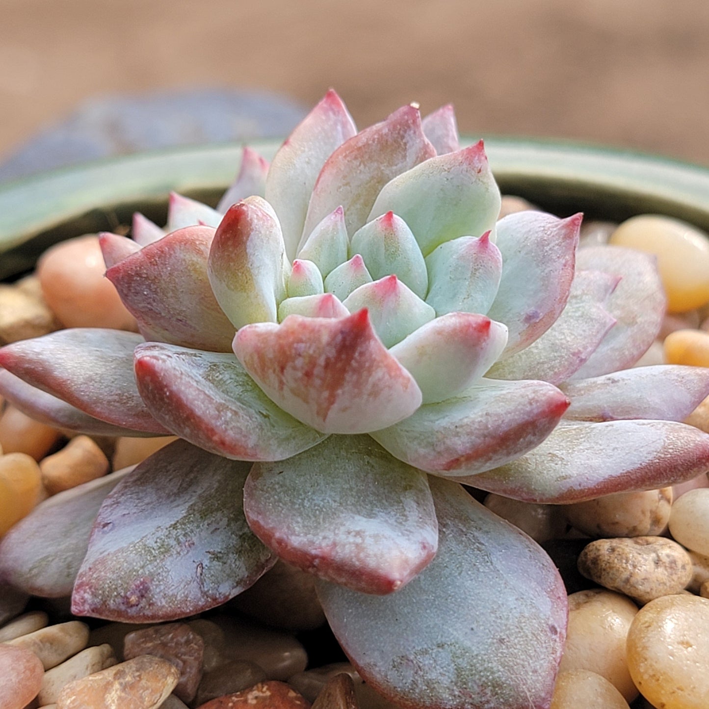 Echeveria 'Blue Bird'