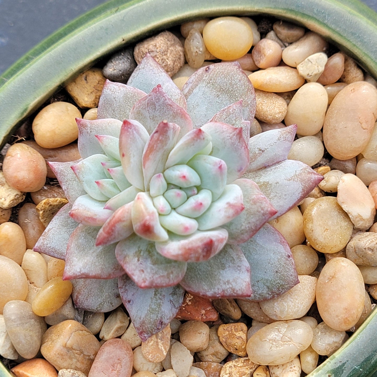 Echeveria 'Pájaro Azul'