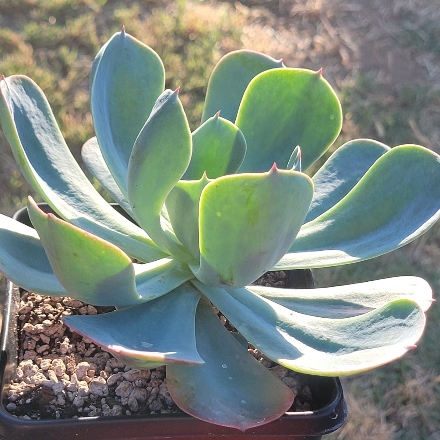 Echeveria 'Garçon Bleu'