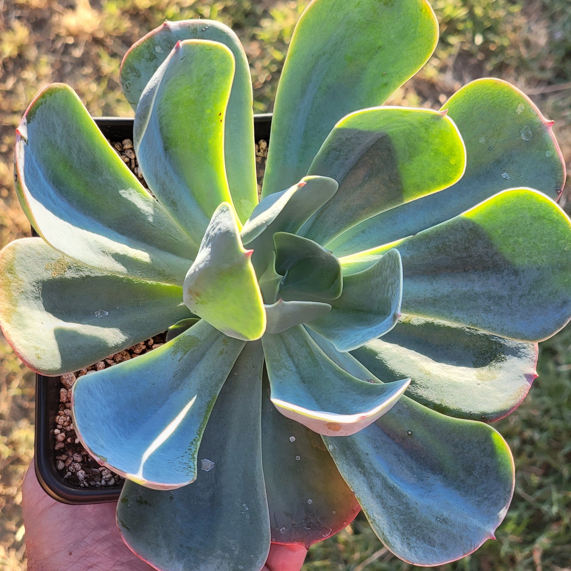 blue leaf succulent Echeveria 'Blue Boy'