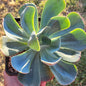 Echeveria 'Blue Boy' - Single 6A - Succulent - DesertScapeSucculent