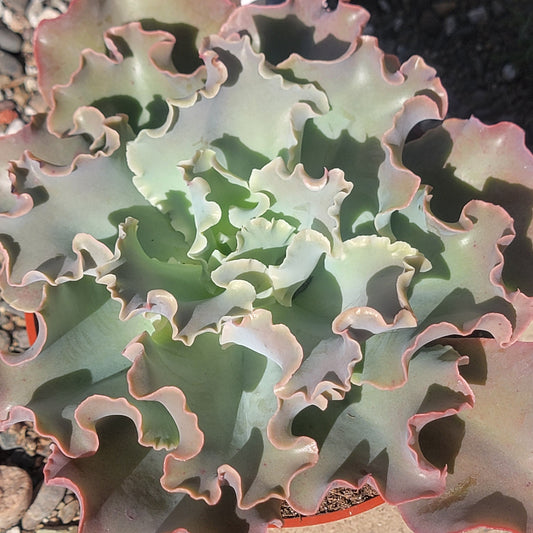 DesertScapeSucculent Succulent Echeveria 'Blue Curls'