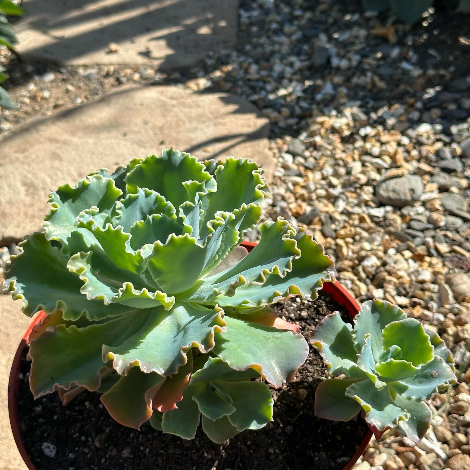 blue curls succulent Echeveria 'Blue Curls' – DesertScapeSucculent