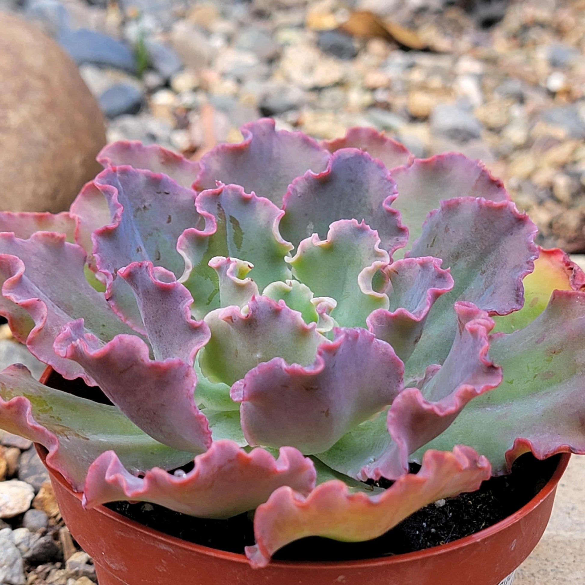blue and pink succulent Echeveria 'Blue Curls' – DesertScapeSucculent