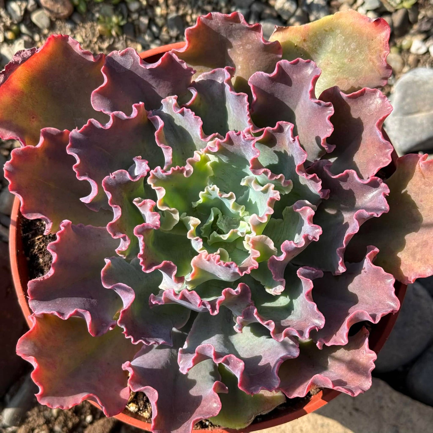 DesertScapeSucculent Succulent Echeveria 'Blue Curls'