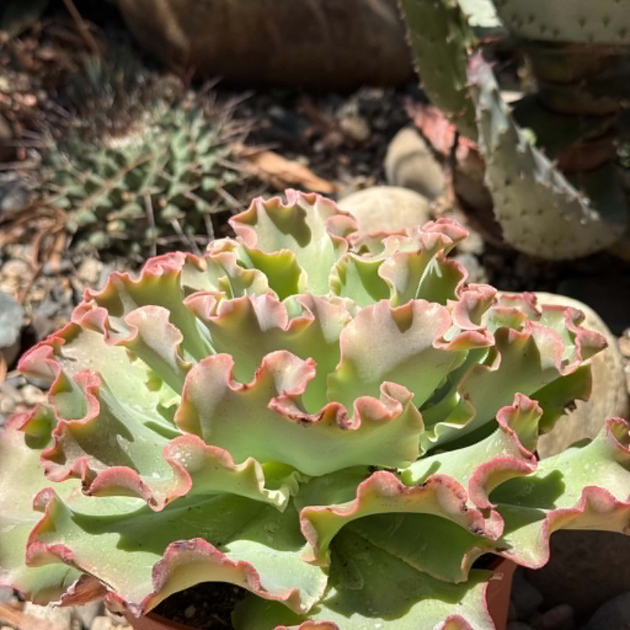 Echeveria 'Blue Curls' – DesertScapeSucculent