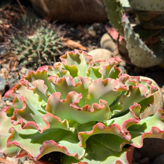 DesertScapeSucculent Succulent Echeveria 'Blue Curls'