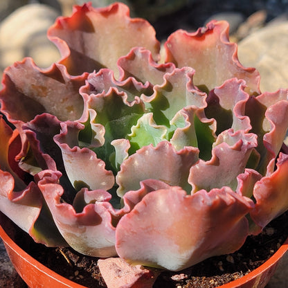 DesertScapeSucculent Succulent 4" Assorted Echeveria 'Blue Curls'