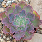 Echeveria 'Blue Curls' - 4 Inch Assorted - Succulent - DesertScapeSucculent