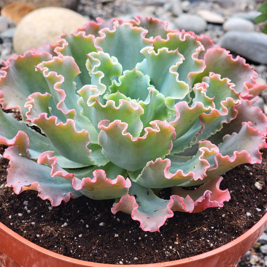 Echeveria 'Blue Curls'