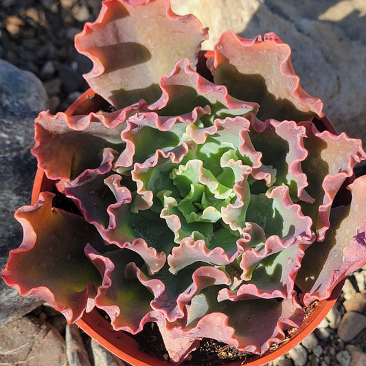 DesertScapeSucculent Succulent Echeveria 'Blue Curls'