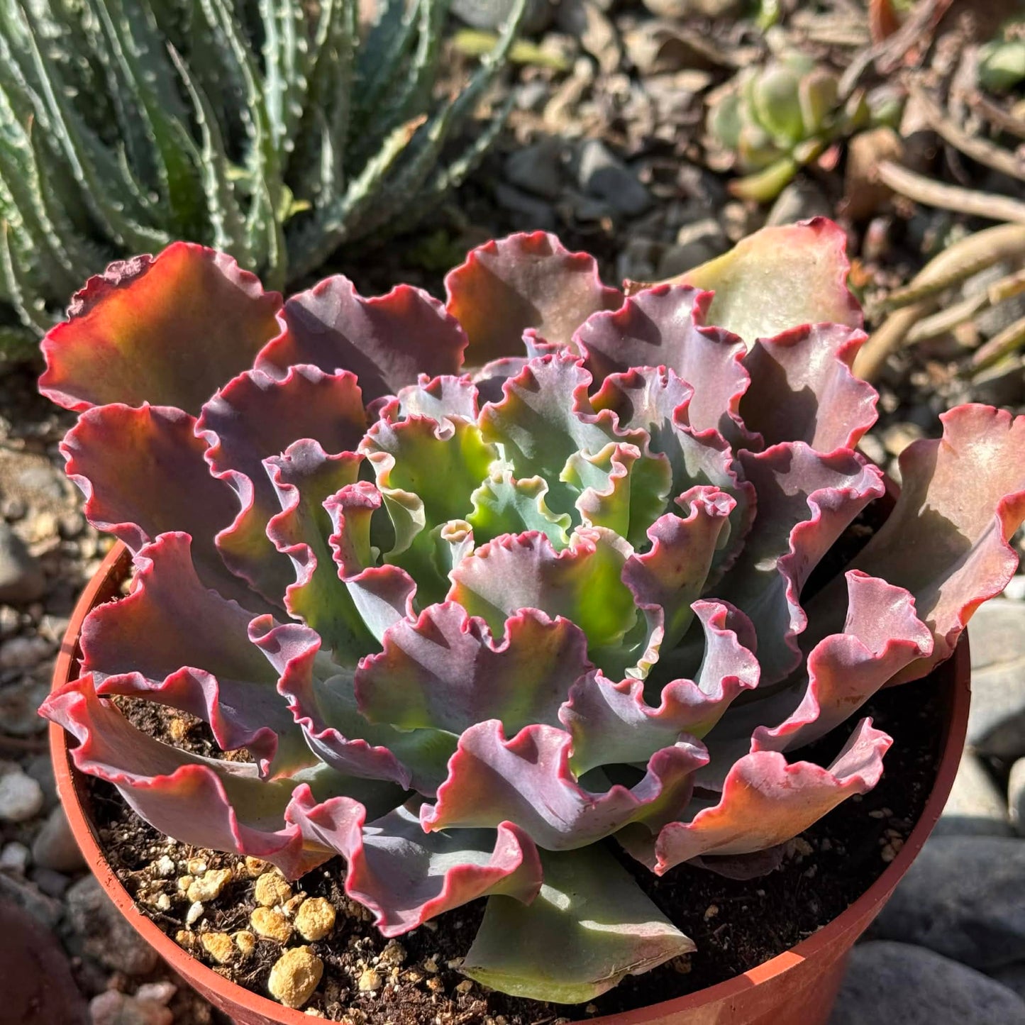 DesertScapeSucculent Succulent 6 Inch Echeveria 'Blue Curls'