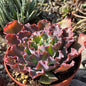 DesertScapeSucculent Succulent 6 Inch Echeveria 'Blue Curls'