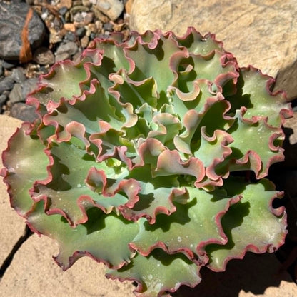DesertScapeSucculent Succulent 6 Inch Echeveria 'Blue Curls'