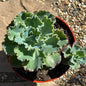 Echeveria 'Blue Curls' - 8 Inch Assorted - Succulent - DesertScapeSucculent