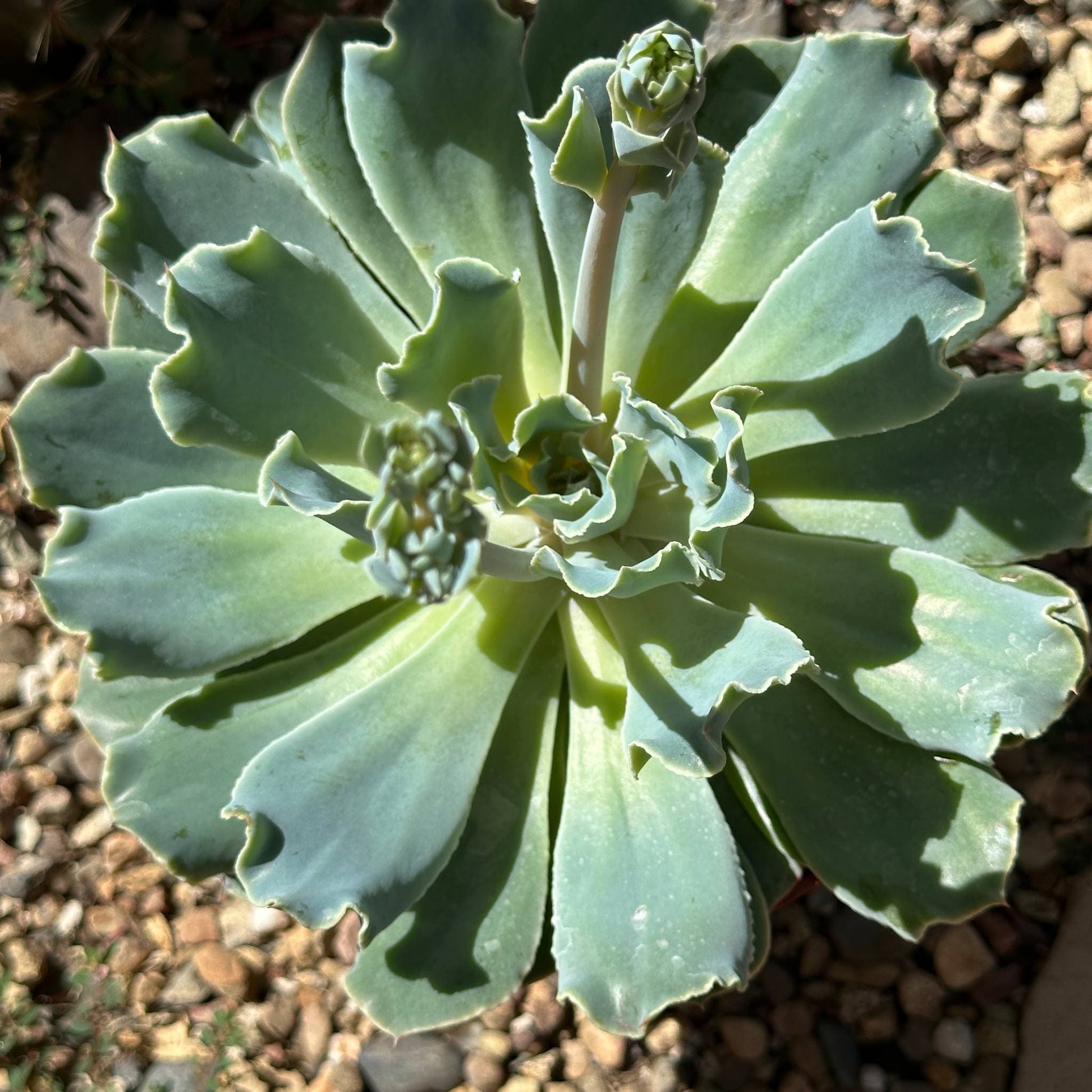 Echeveria 'Blue Frills' - 6 Inch Assorted - Succulent - DesertScapeSucculent