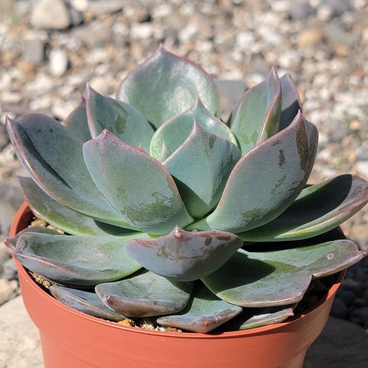 DesertScapeSucculent Succulent 4 Inch Assorted Echeveria 'Blue Prince'