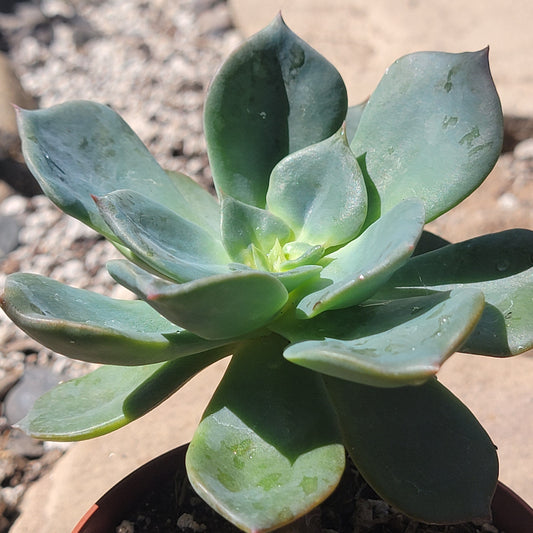 Echeveria 'Blue Prince'