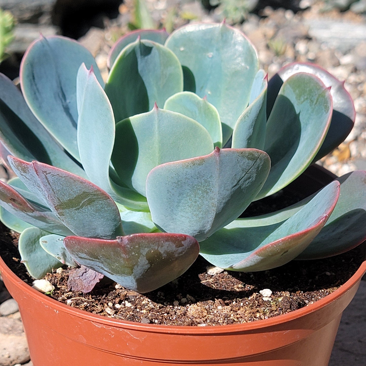 echeveria blue sky succulent plant Echeveria 'Blue Sky' – DesertScapeSucculent