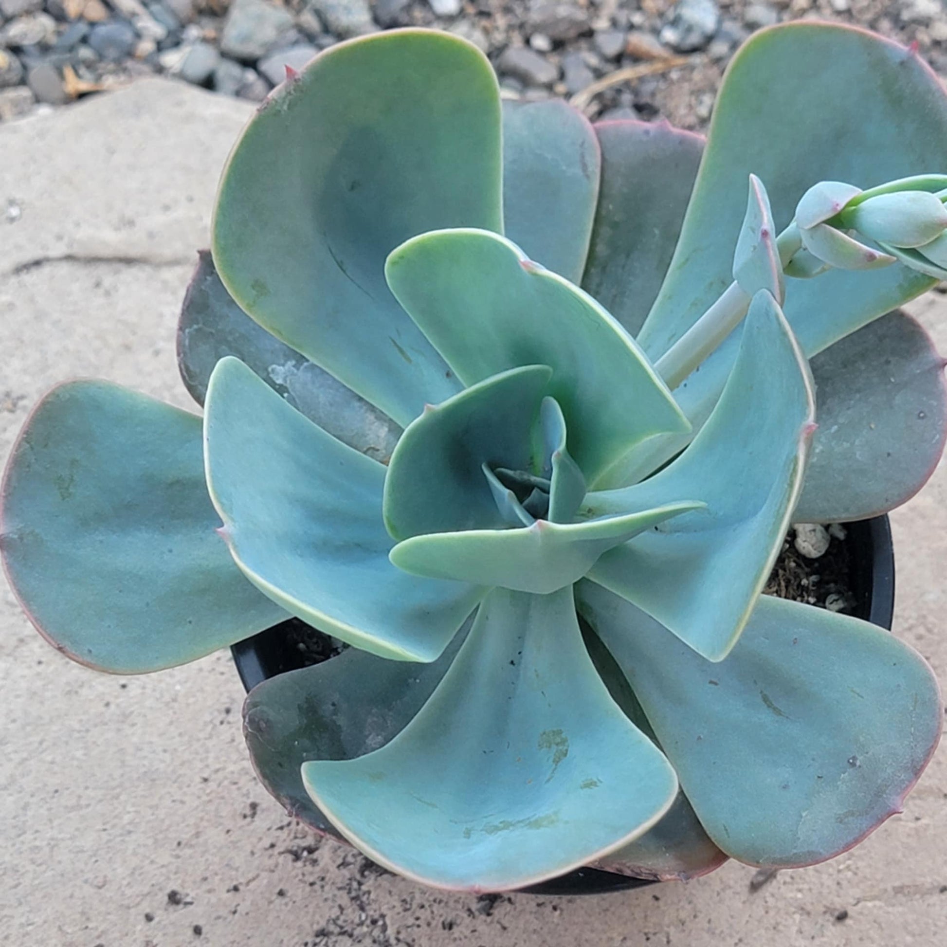 teal succulents Echeveria 'Blue Sky' – DesertScapeSucculent
