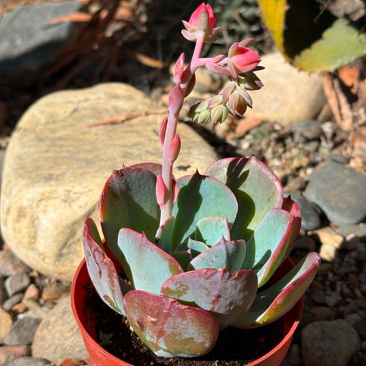 DesertScapeSucculent Succulent Echeveria 'Blue Sky'