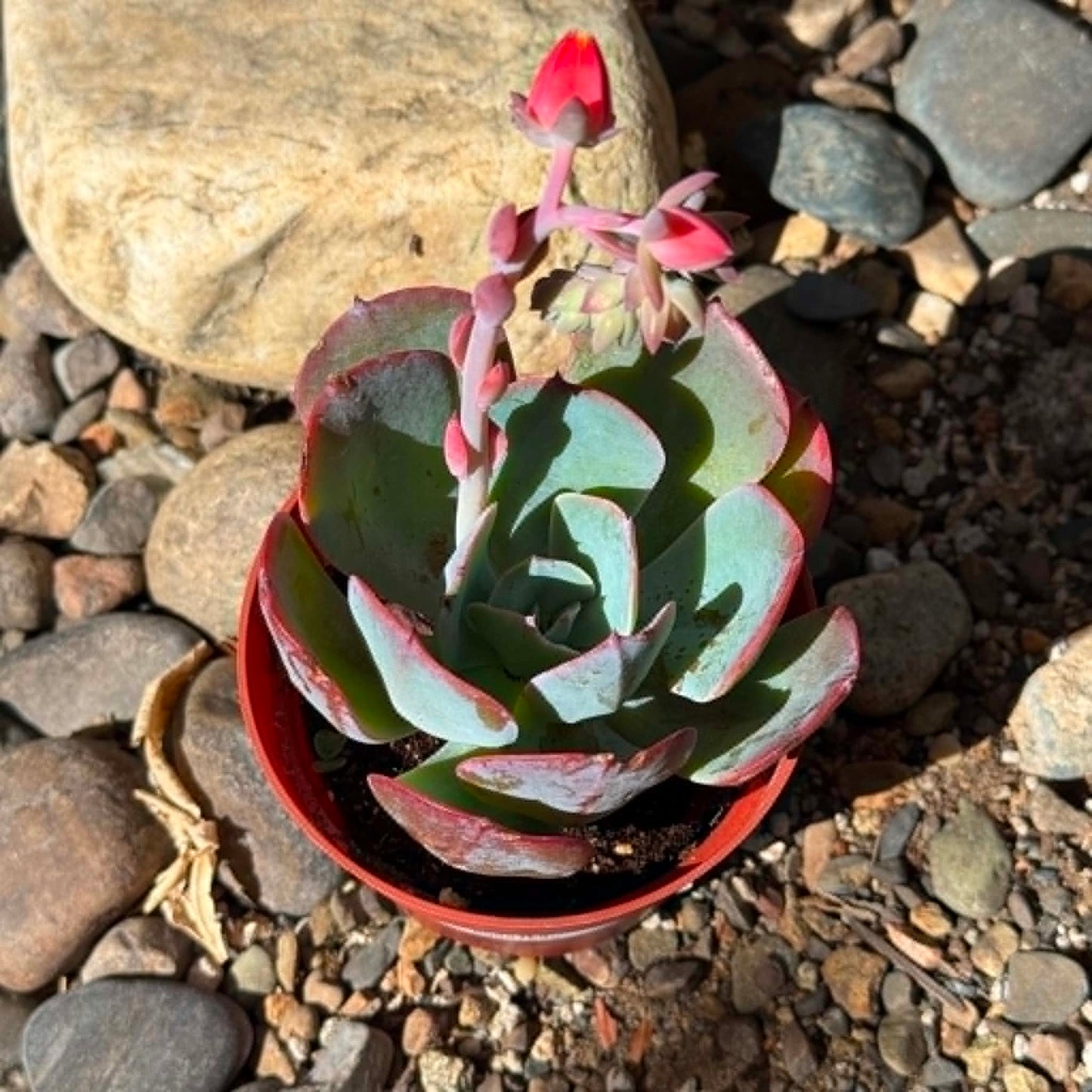 DesertScapeSucculent Succulent 4 Inch Echeveria 'Blue Sky'