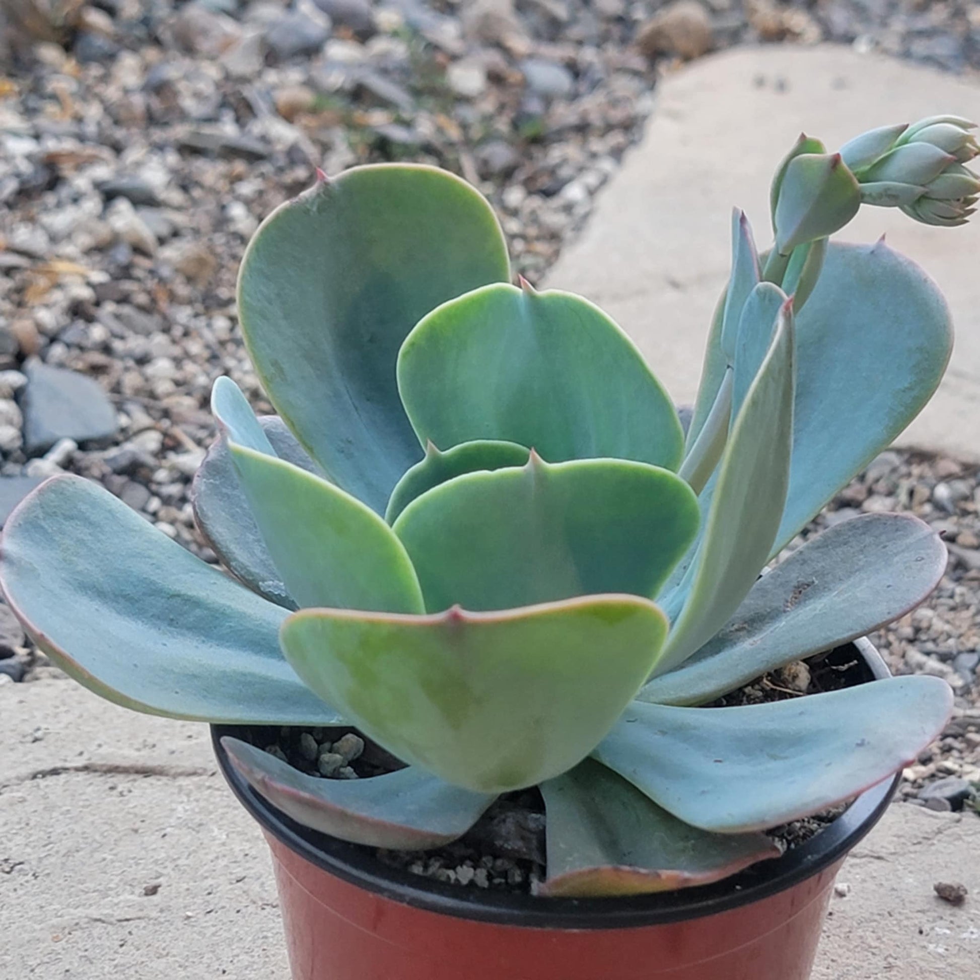 Echeveria 'Blue Sky' - 4 Inch Assorted - Succulent - DesertScapeSucculent