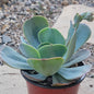 Echeveria 'Blue Sky' - 4 Inch Assorted - Succulent - DesertScapeSucculent