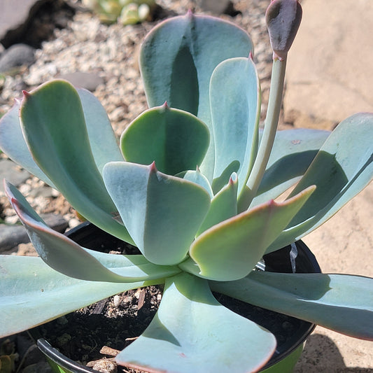 DesertScapeSucculent Succulent 4" Assorted Echeveria 'Blue Sky'