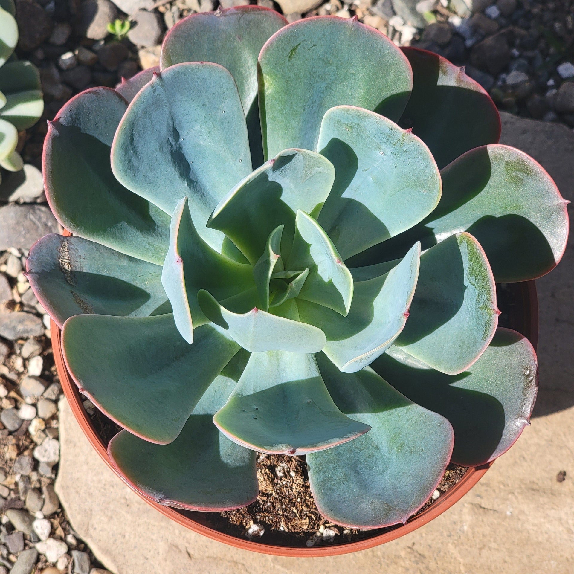 echeveria blue sky succulent Echeveria 'Blue Sky'