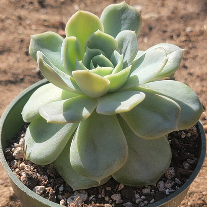 Echeveria 'Blue Surprise'