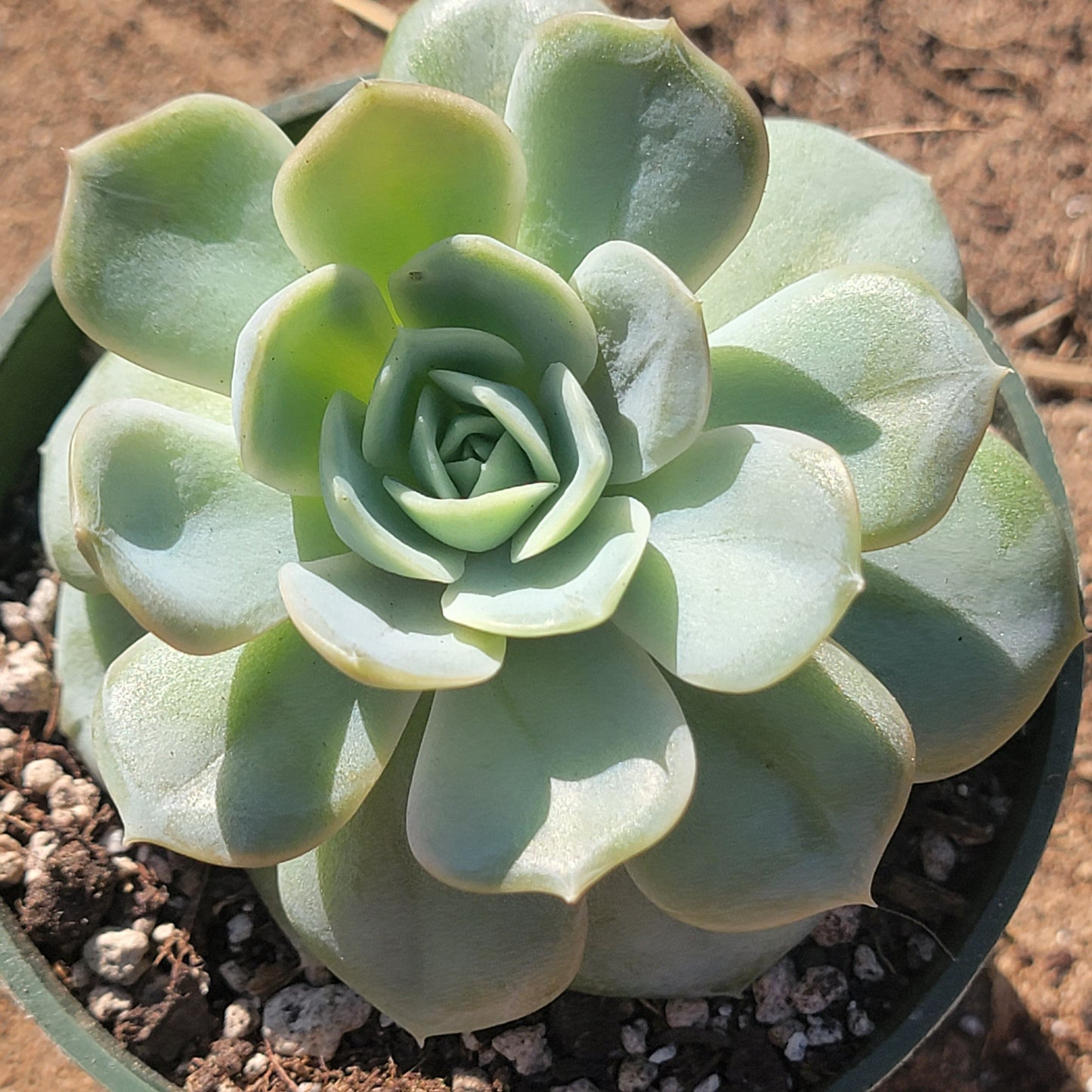 Echeveria 'Sorpresa Azul'