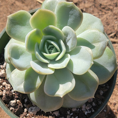 Echeveria 'Blue Surprise'