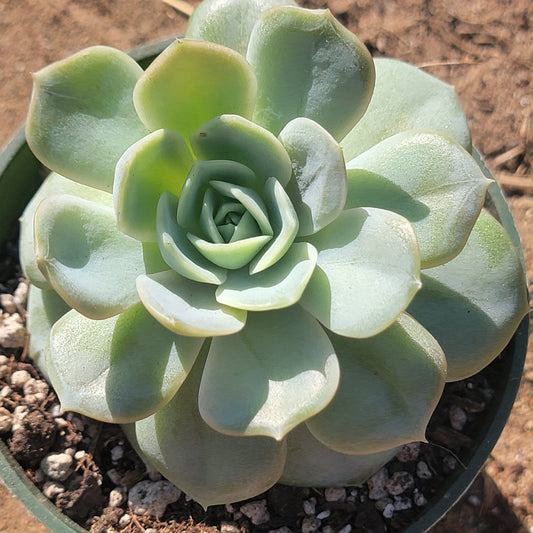 Echeveria 'Bleu Surprise'