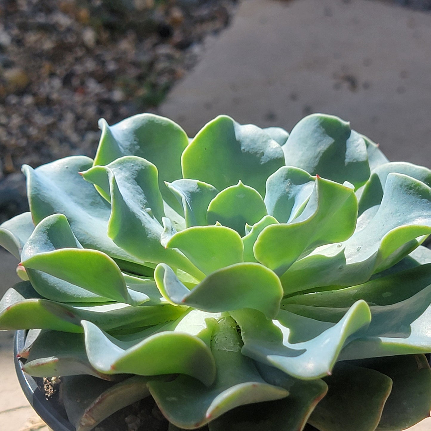 Echeveria 'Blue Wave' - 6 Inch Single - Succulent - DesertScapeSucculent