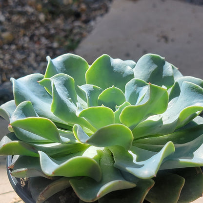 Echeveria 'Blue Wave' - 6 Inch Single - Succulent - DesertScapeSucculent