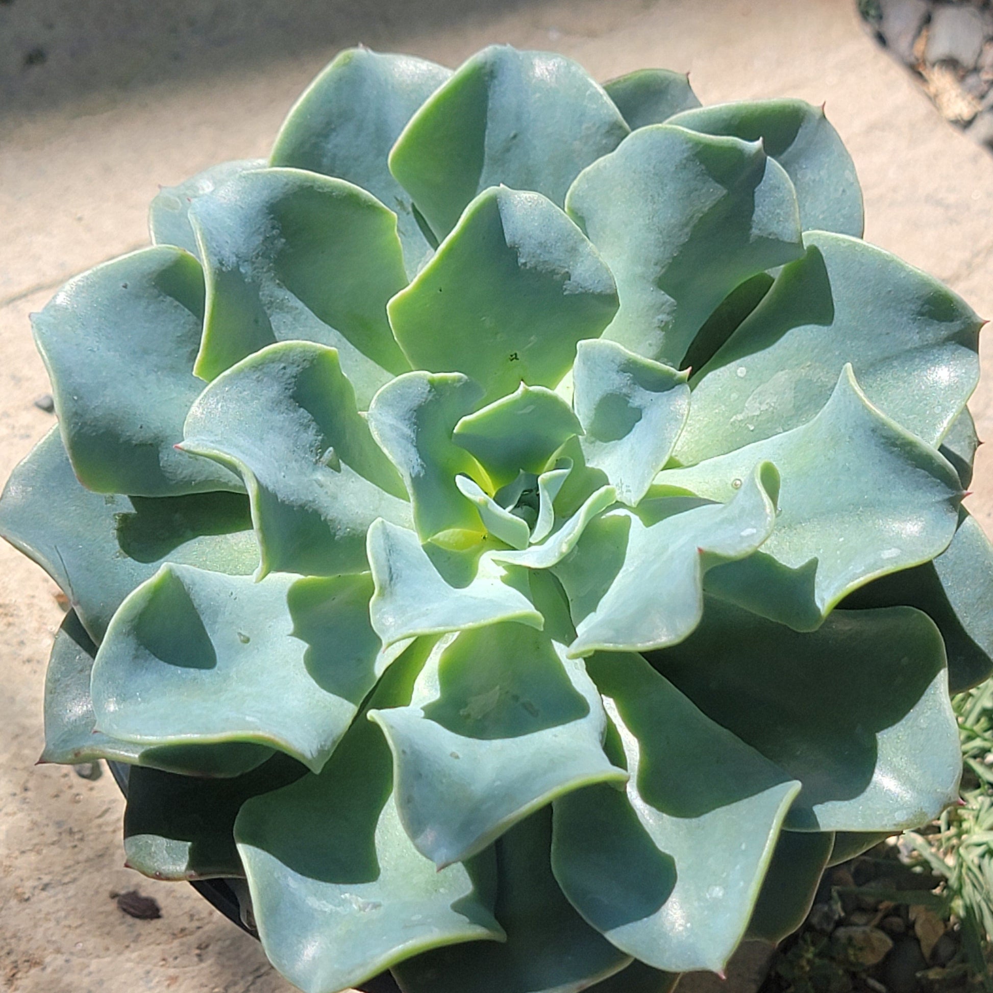 blue wave succulent Echeveria 'Blue Wave' – DesertScapeSucculent